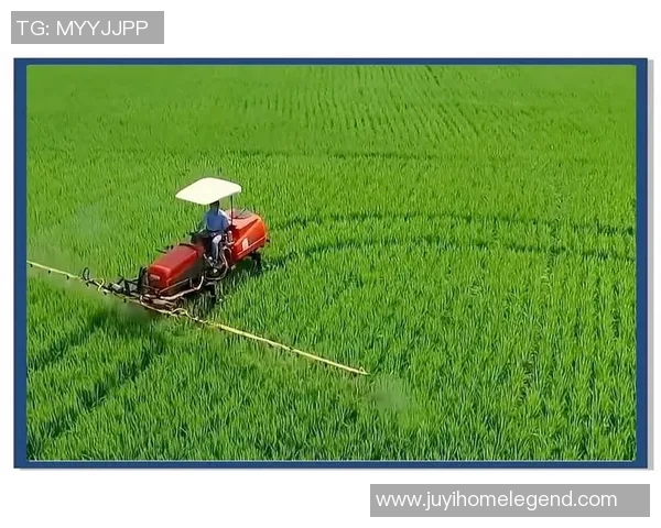 大米的多元化利用与全球粮食安全的关系探讨与前景展望