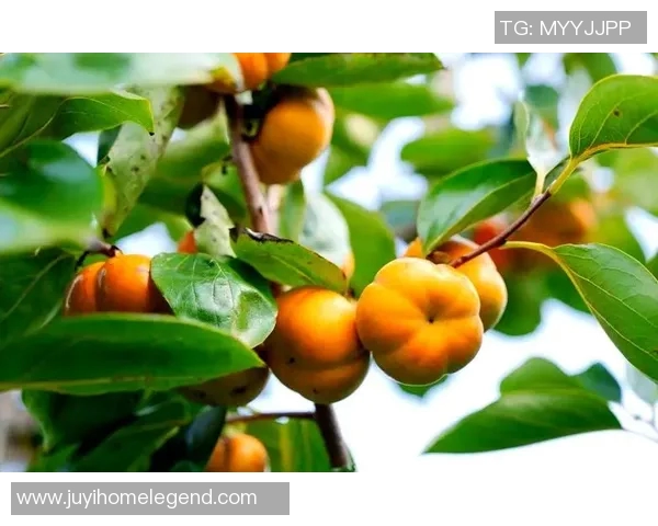 果园采摘之旅：畅享自然馈赠与丰收的快乐体验